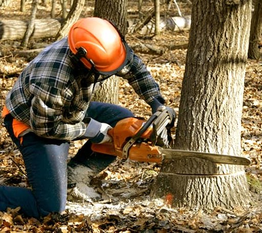 Tree Removal in Leavenworth, IN